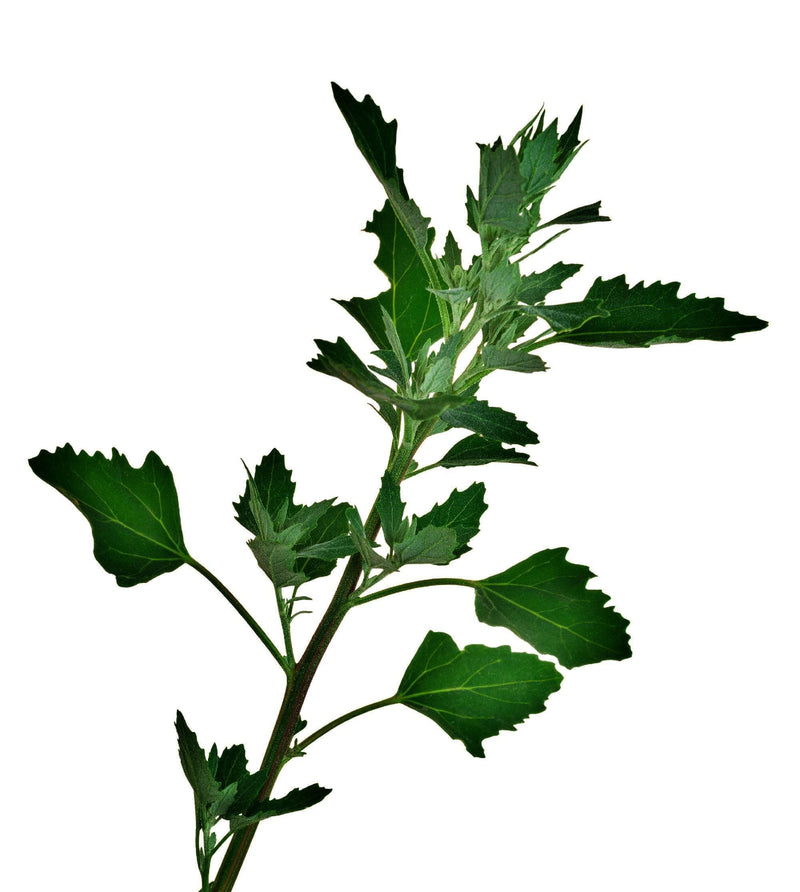 Lambsquarters Seeds