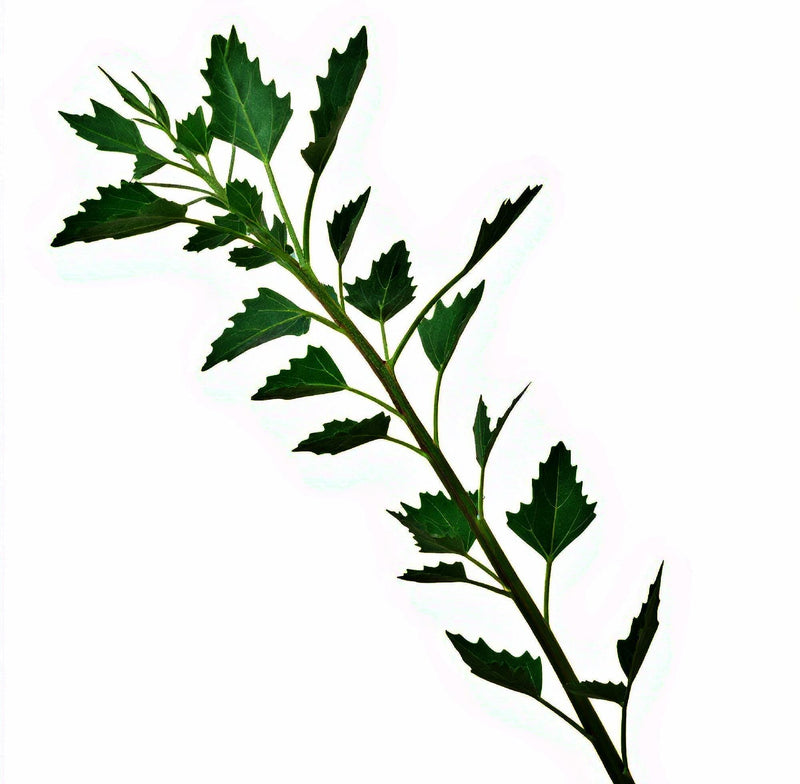 Lambsquarters Seeds