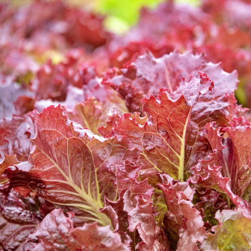 Red Velvet Lettuce - Heirloom Leaf Seeds | Slow Bolt, Mild Flavor