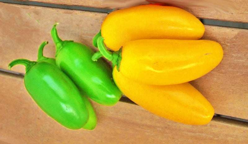 Jalapeno NuMex Spice Hot Pepper Seeds - Heirloom, Bold Flavored Capsicum Annuum Variety