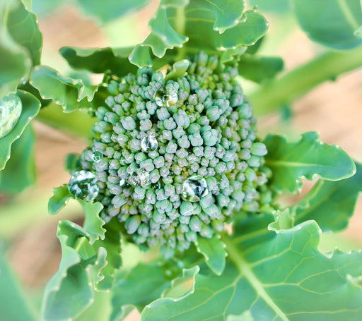 Sprouting Broccoli Seeds – Heirloom Italian Variety With Blue Green Heads