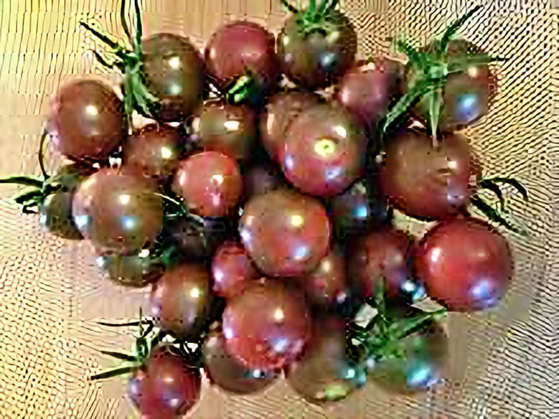 Chocolate Cherry Tomato
