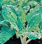 Fordhook Giant Swiss Chard Seeds – Heirloom Vegetable, Tender Juicy Stalks