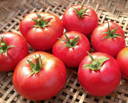 Perfect Rogue Tomato