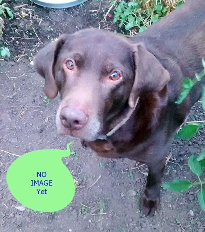 A brown dog with a collar is standing on a dirt path, looking up at the camera.