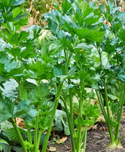 Tendercrisp Celery Seeds - Heirloom Non GMO Vegetable for Salads & Snacks