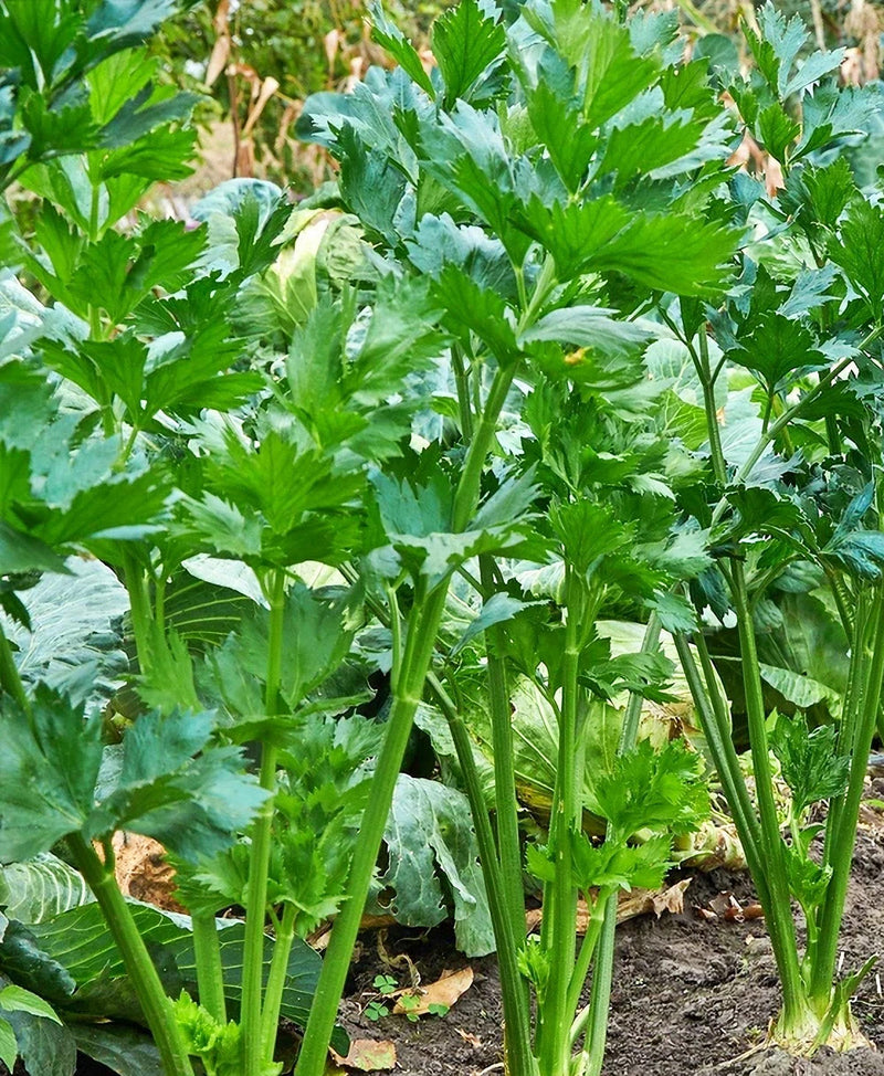 Tendercrisp Celery Seeds - Heirloom Non GMO Vegetable for Salads & Snacks