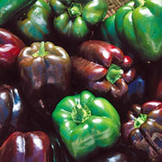 Purple Beauty Pepper Heirloom Seeds – Sweet Bell, Disease Resistant, Non GMO