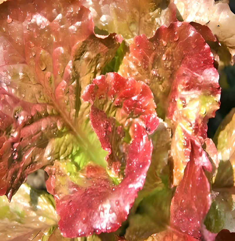 Prizehead Leaf Lettuce Seeds – Heirloom, Slow Bolt, Crisp Salad Variety
