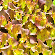 Prizehead Leaf Lettuce Seeds – Heirloom, Slow Bolt, Crisp Salad Variety