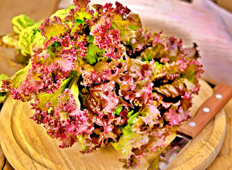 Prizehead Leaf Lettuce Seeds – Heirloom, Slow Bolt, Crisp Salad Variety