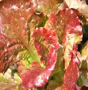 Prizehead Leaf Lettuce Seeds – Heirloom, Slow Bolt, Crisp Salad Variety