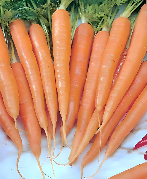 Imperator 58 Carrot – Heirloom Non GMO Seeds | Crisp Coreless Roots, Dark Orange