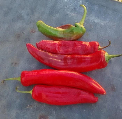 NuMex Joe E Parker Pepper - Heirloom Anaheim Chili, Mild Heat, Thick Flesh