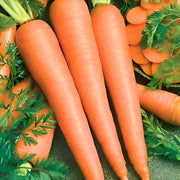 Imperator 58 Carrot – Heirloom Non GMO Seeds | Crisp Coreless Roots, Dark Orange
