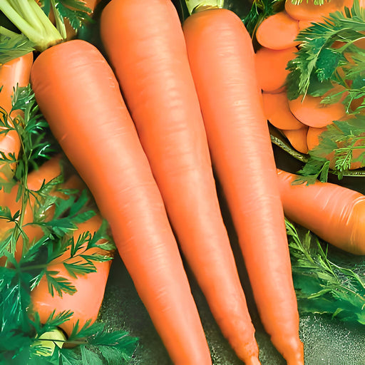 Imperator 58 Carrot – Heirloom Non GMO Seeds | Crisp Coreless Roots, Dark Orange
