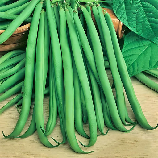 Slenderette Bush Beans – Heirloom, Stringless Green Beans for Fresh Garden