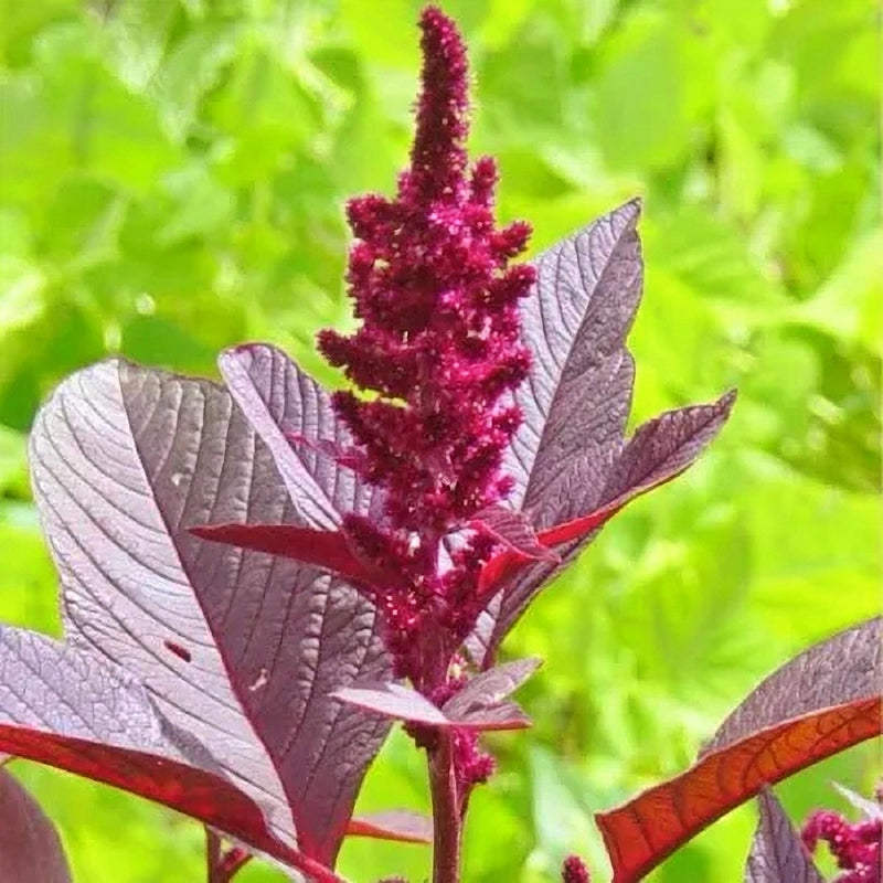 Hopi Red Dye Amaranth Seeds - Heirloom Annual Vegetable Seeds With Purple Green Leaves