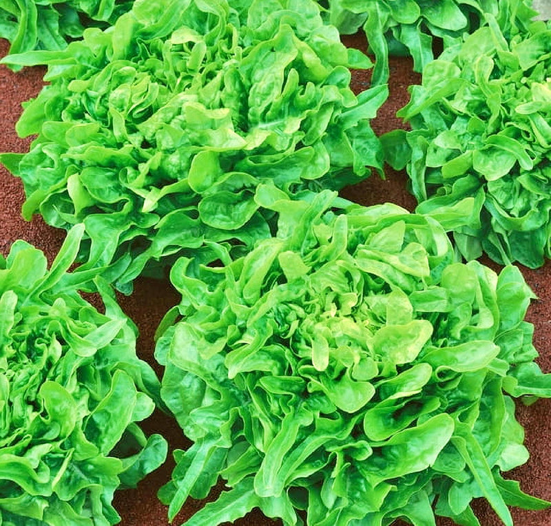 Sandy AAS, Leaf Lettuce