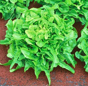 Sandy AAS, Leaf Lettuce