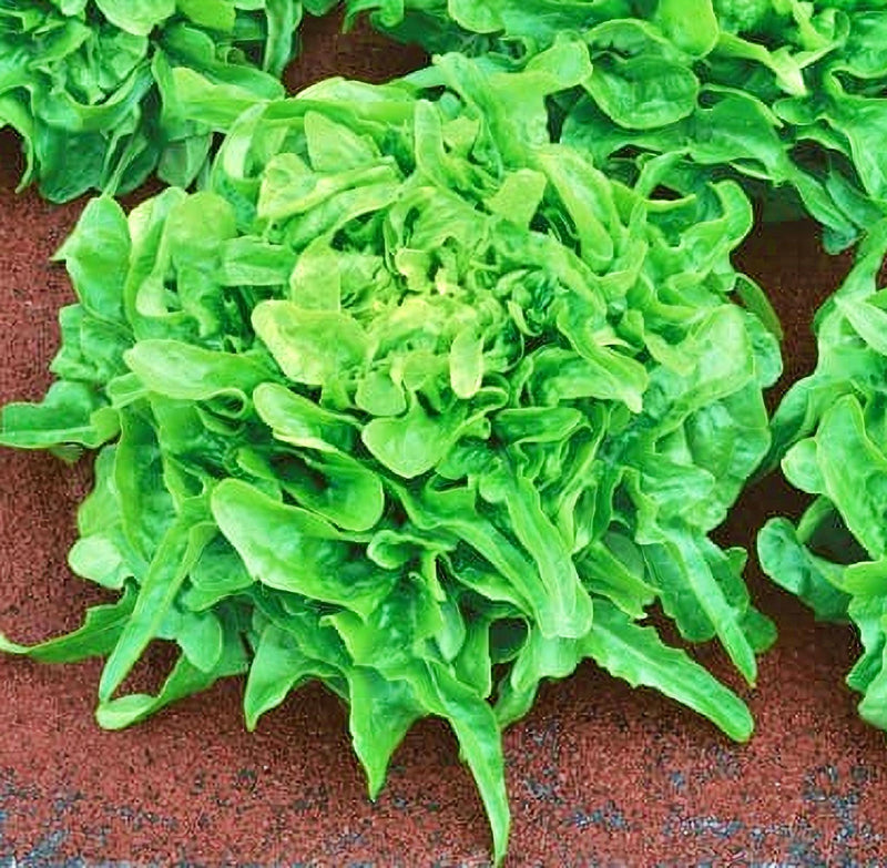 Sandy AAS, Leaf Lettuce