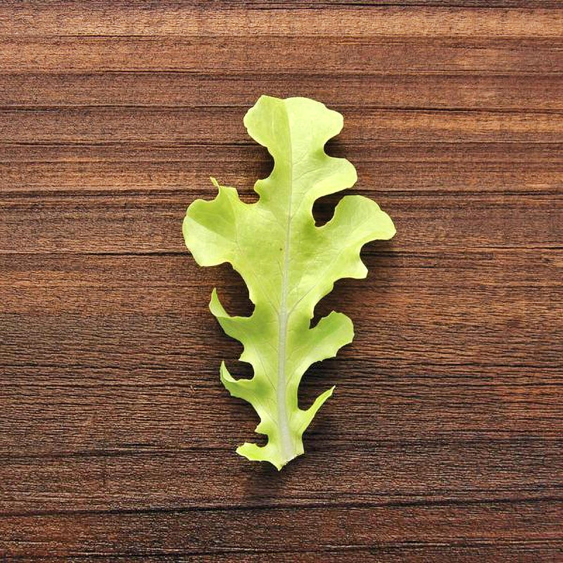 Sandy AAS, Leaf Lettuce