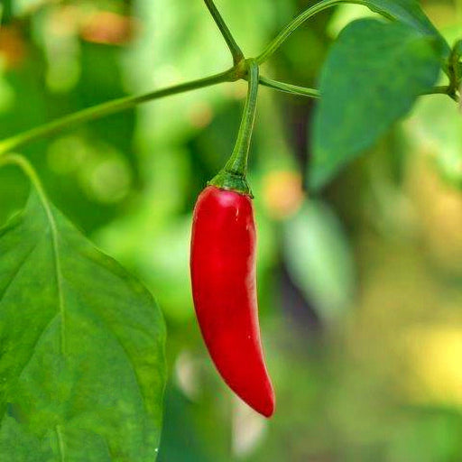 Birdseye Chili Seeds - Hot Pepper Heirloom, Non GMO, Easy to Grow Peppers