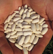 Cannellini Dry Bean