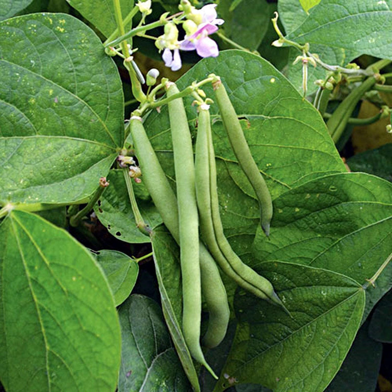 Provider Bush Beans – Early Green Snap Beans | Disease Resistant, Heirloom Seeds