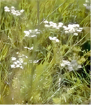 Caraway Herb Seeds – Culinary & Medicinal Herbs | Heirloom Non GMO Seed Packets