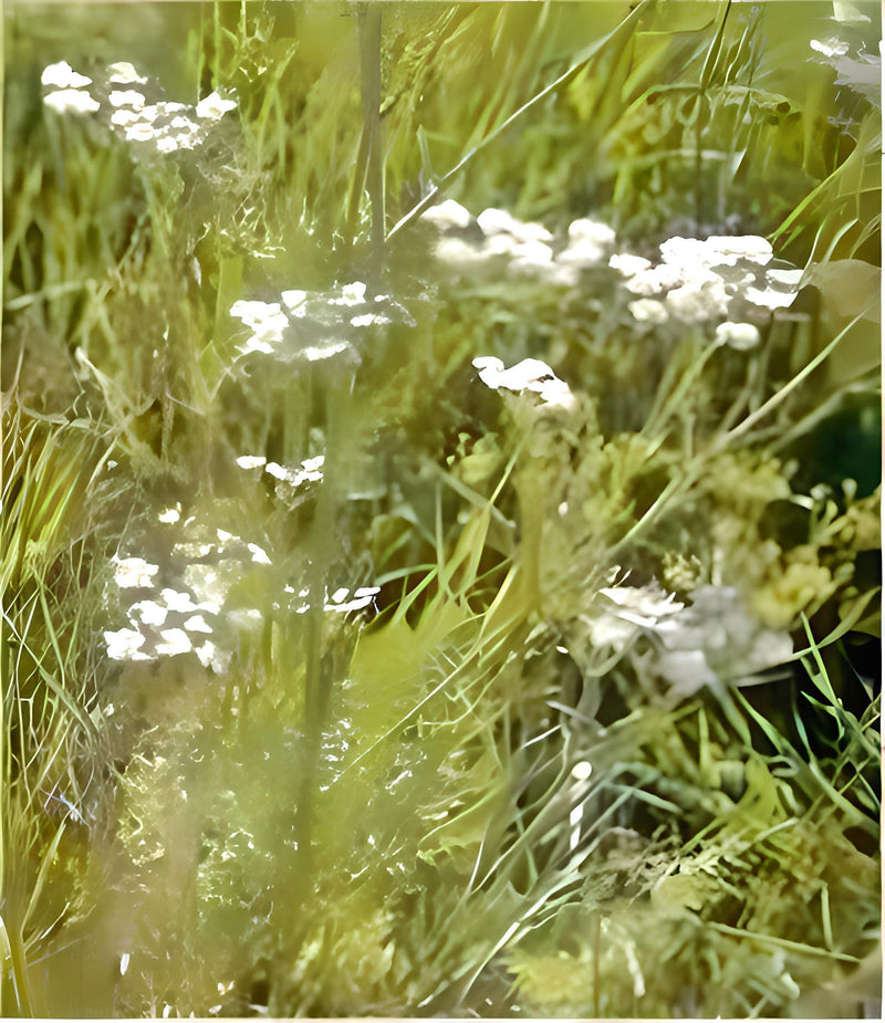 Caraway Herb Seeds – Culinary & Medicinal Herbs | Heirloom Non GMO Seed Packets