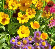 Bee Feed Pollinator Wildflower Seed Mix – Nectar Rich Flowers for Garden