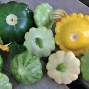 Scallop Blend Squash