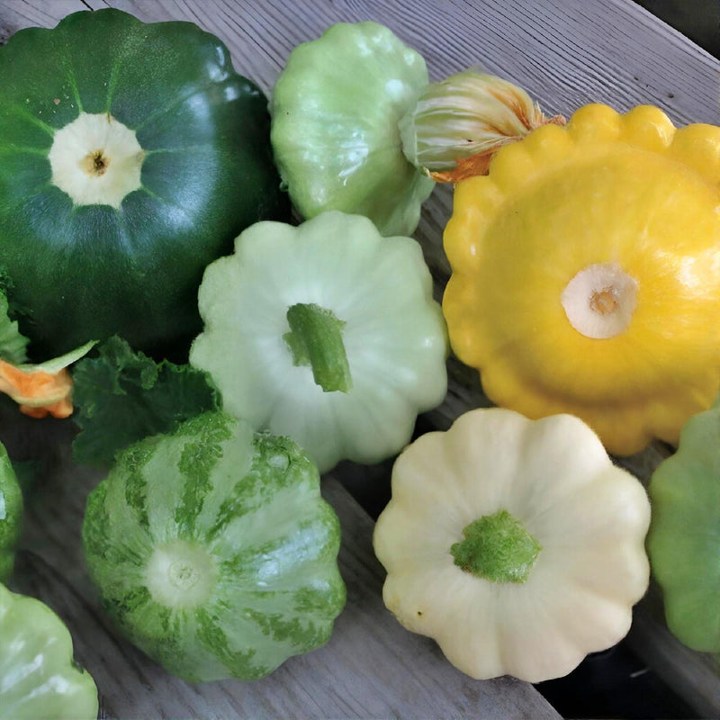 Scallop Blend Squash
