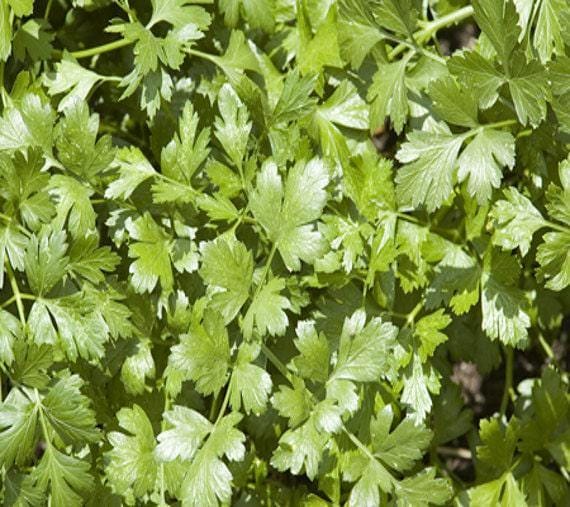 Slow Bolt Cilantro Heirloom Herb Seeds | Non GMO Coriander Seed Packet