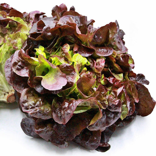 Red Oakleaf Lettuce - Heirloom Seeds | Burgundy Leaf Variety, Fast Growing
