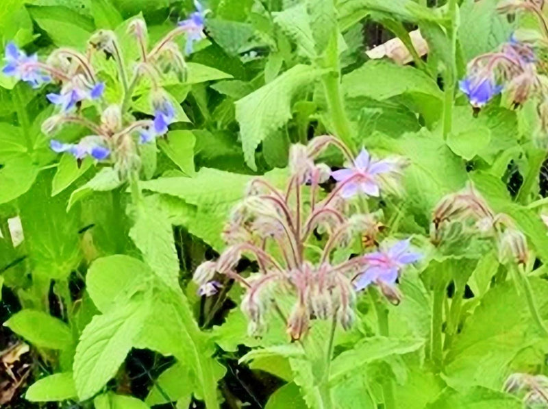 Borage Herb Seeds - Organic Starflower Plant | Bee Attracting Flowers, Heirloom Seeds