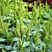 Amaranth Seeds - Heirloom Green Thumb Compact Garden Shrub for Salads & Floral Texture