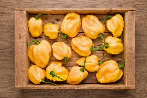 Caribbean Yellow Habanero - Hot Pepper Seeds | Heirloom Caribbean Spicy Capsicum