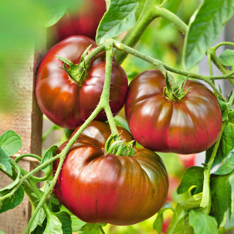 A close-up image of ripe, red tomatoes growing on a plant with green leaves.