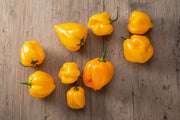 Caribbean Yellow Habanero - Hot Pepper Seeds | Heirloom Caribbean Spicy Capsicum