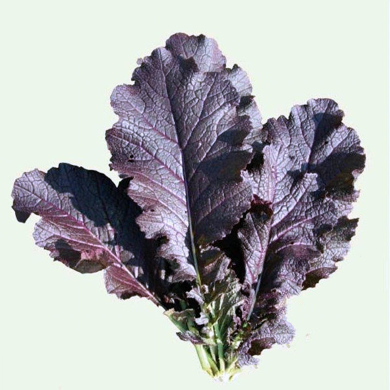 Jeok Gat Mustard Seeds - Heirloom Open Pollinated Brassica Juncea Plant For Kimchi