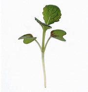 Jeok Gat Mustard Seeds - Heirloom Open Pollinated Brassica Juncea Plant For Kimchi