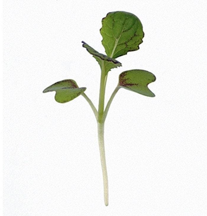 Jeok Gat Mustard Seeds - Heirloom Open Pollinated Brassica Juncea Plant For Kimchi