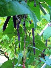 Purple Podded Pole Beans - Heirloom Stringless Snap Bean Seeds for Garden