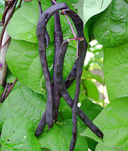 Purple Podded Pole Beans - Heirloom Stringless Snap Bean Seeds for Garden