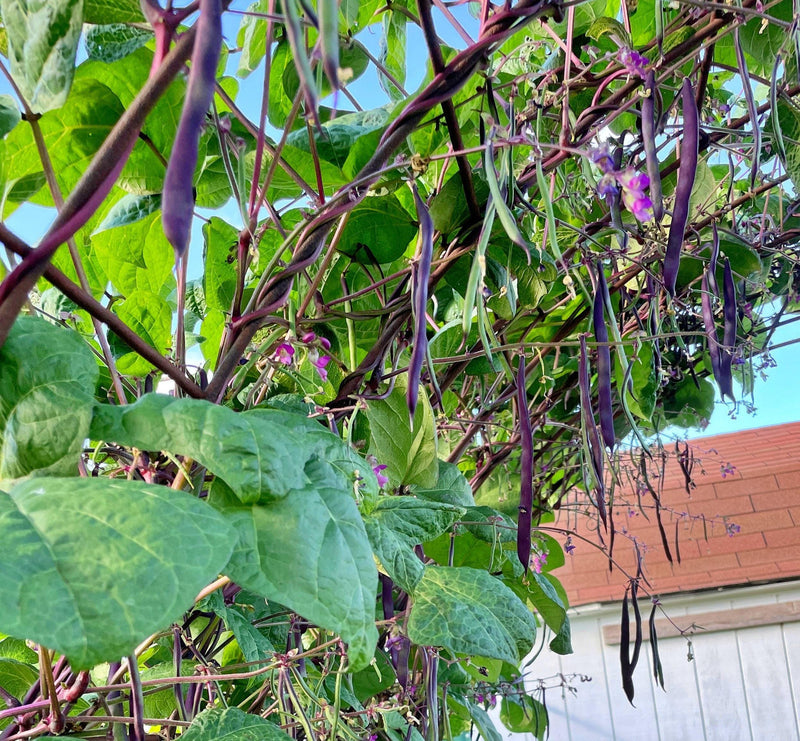 Purple Podded Pole Beans - Heirloom Stringless Snap Bean Seeds for Garden