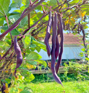 Purple Podded Pole Beans - Heirloom Stringless Snap Bean Seeds for Garden