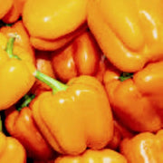 Coral Bell Pepper