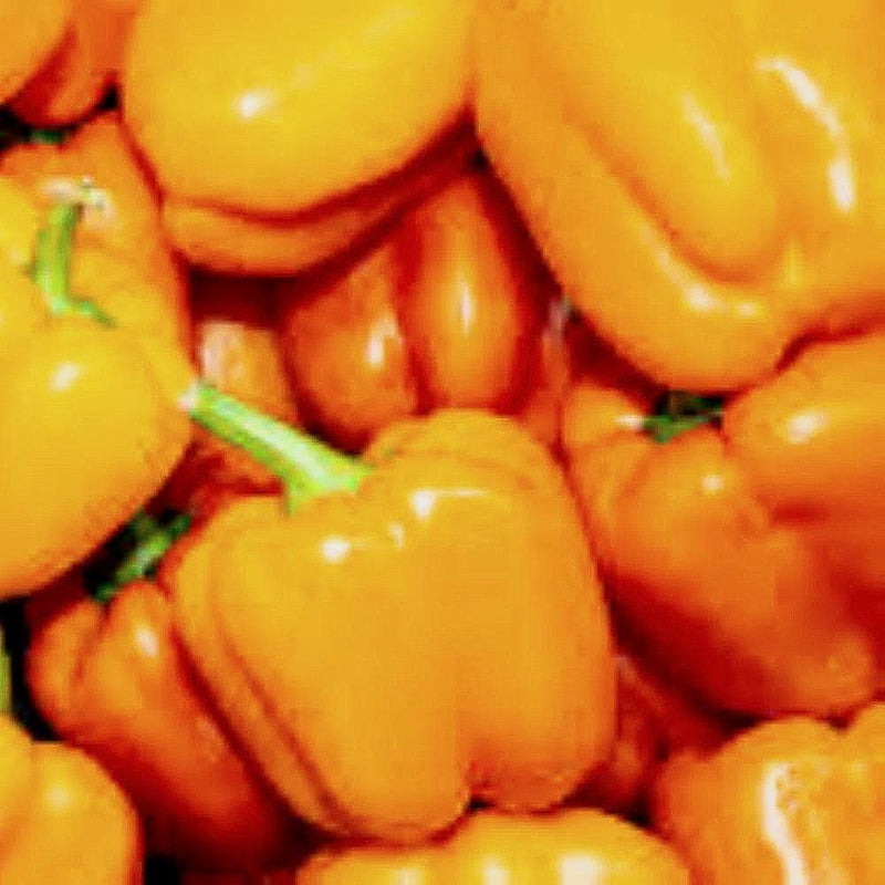 Coral Bell Pepper